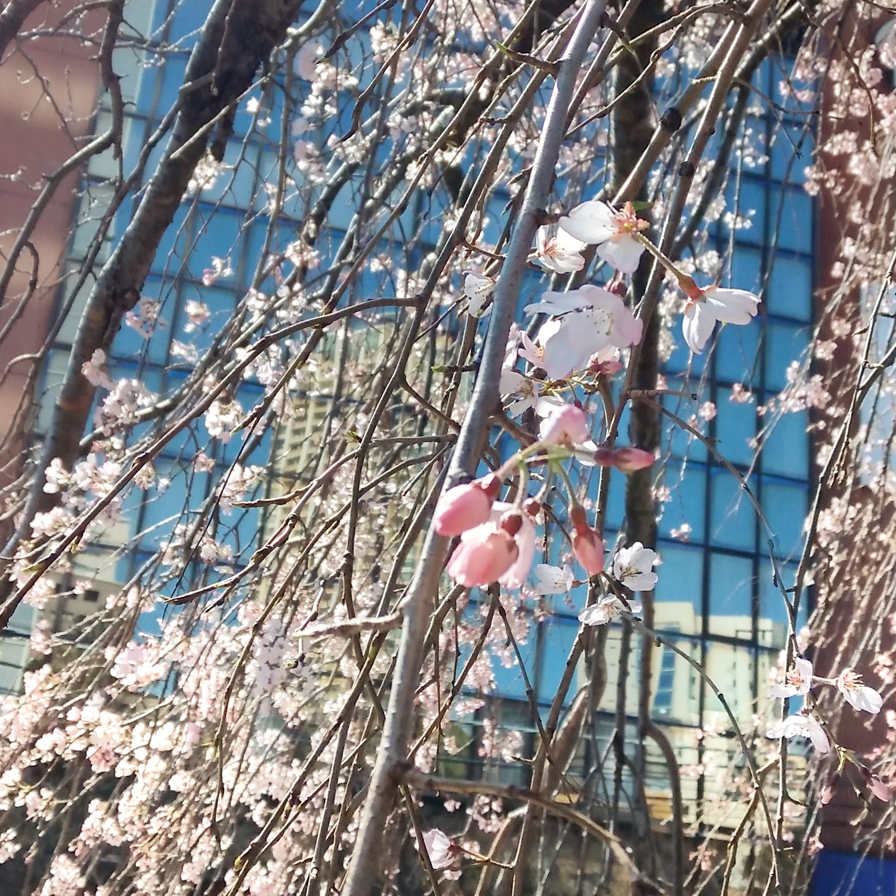 桜の季節がやってきますね🌸